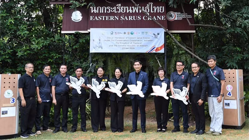 Sếu đầu đỏ Thái Lan về Việt Nam cùng thông điệp của tình hữu nghị