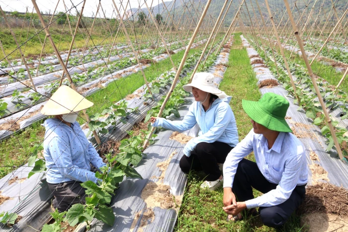 Nâng cao giá trị sản xuất trên những 