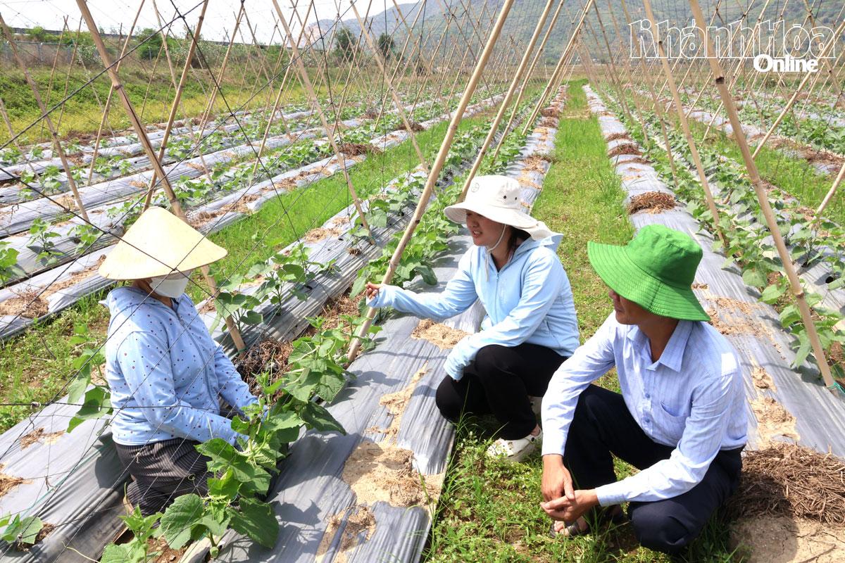 Mô hình trồng dưa leo trên đất nhiễm phèn tại thôn Suối Môn (phường Ba Ngòi) cho năng suất, hiệu quả cao.