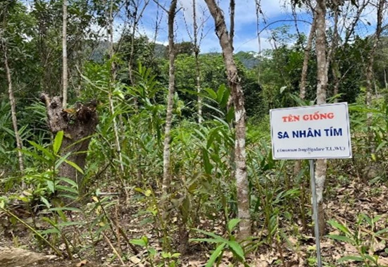 Cây Nhân Sa được trồng thử nghiệm dưới tán rừng ở xã Bác Ái Tây.