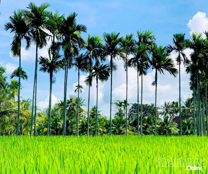 Bóng cau trước ngõ