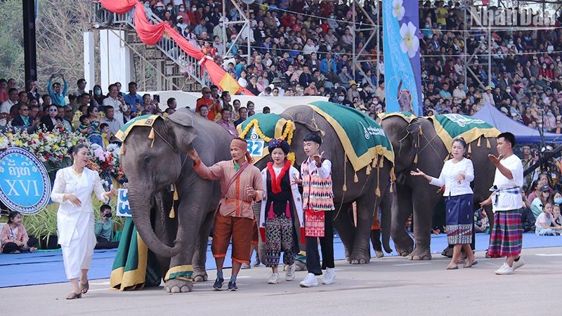 Lễ hội Voi tỉnh Xayaboury của Lào là một trong những lễ hội đặc sắc, thu hút đông đảo du khách. (Ảnh: Trịnh Dũng)

