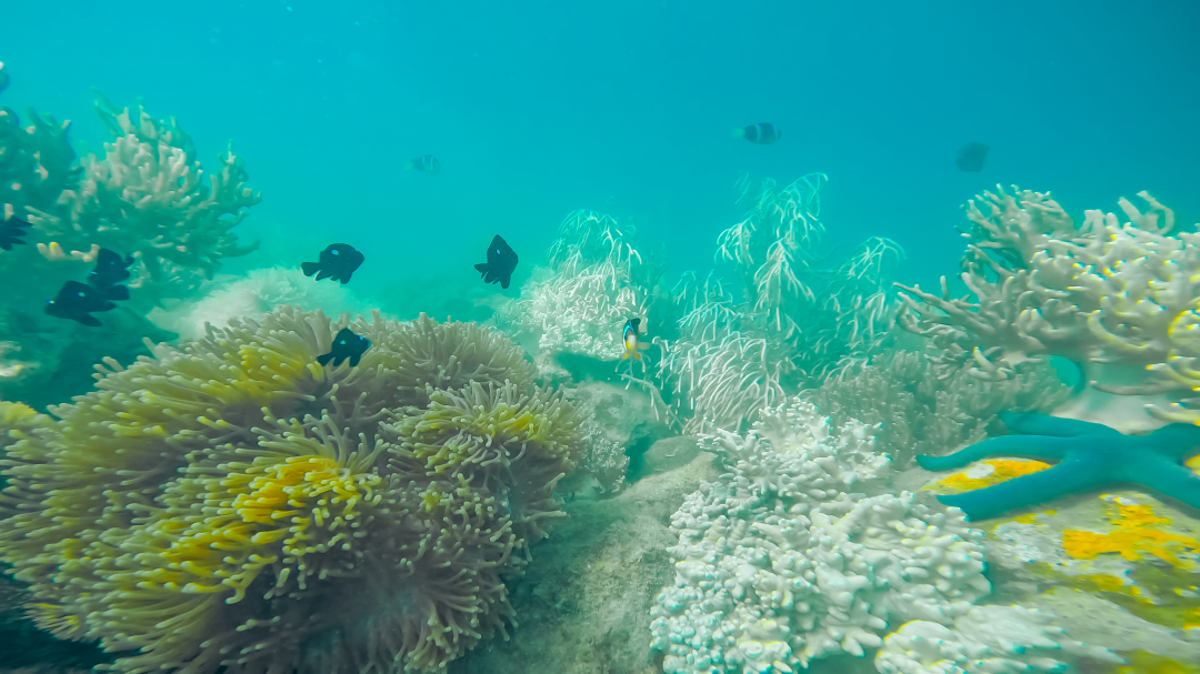 Colorful coral reefs

