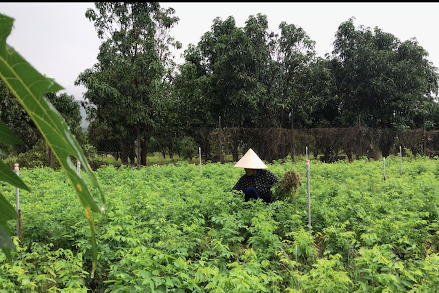 VIDEO: Nhiều mô hình trao sinh kế giúp phụ nữ giảm nghèo