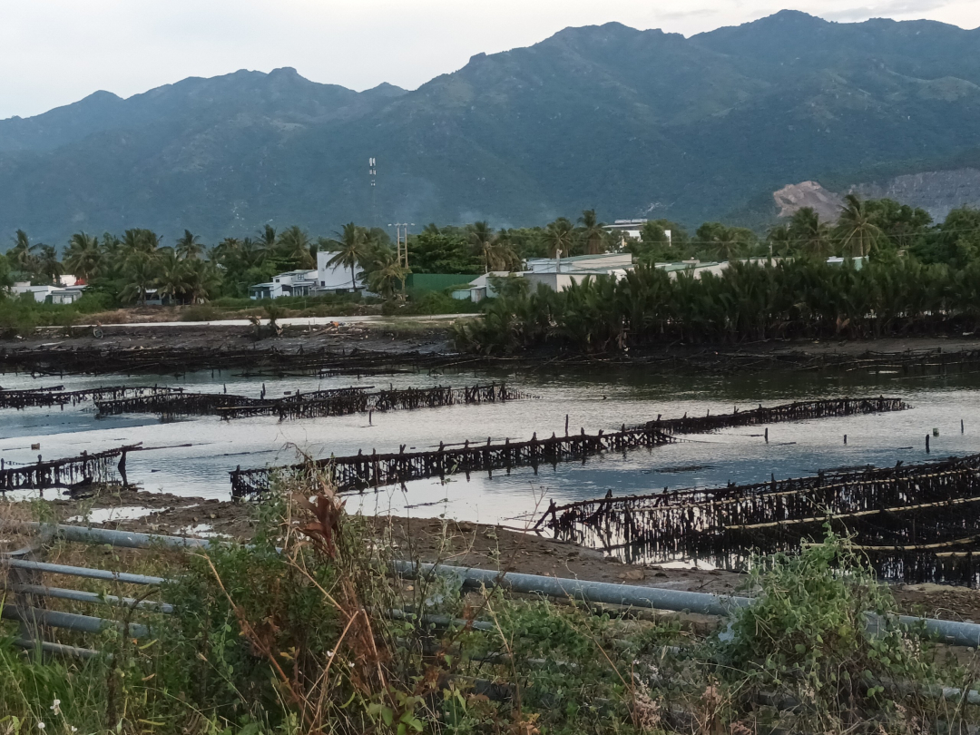 Cần xử lý dứt điểm bè, cọc nhử vẹm ở sông Quán Trường 