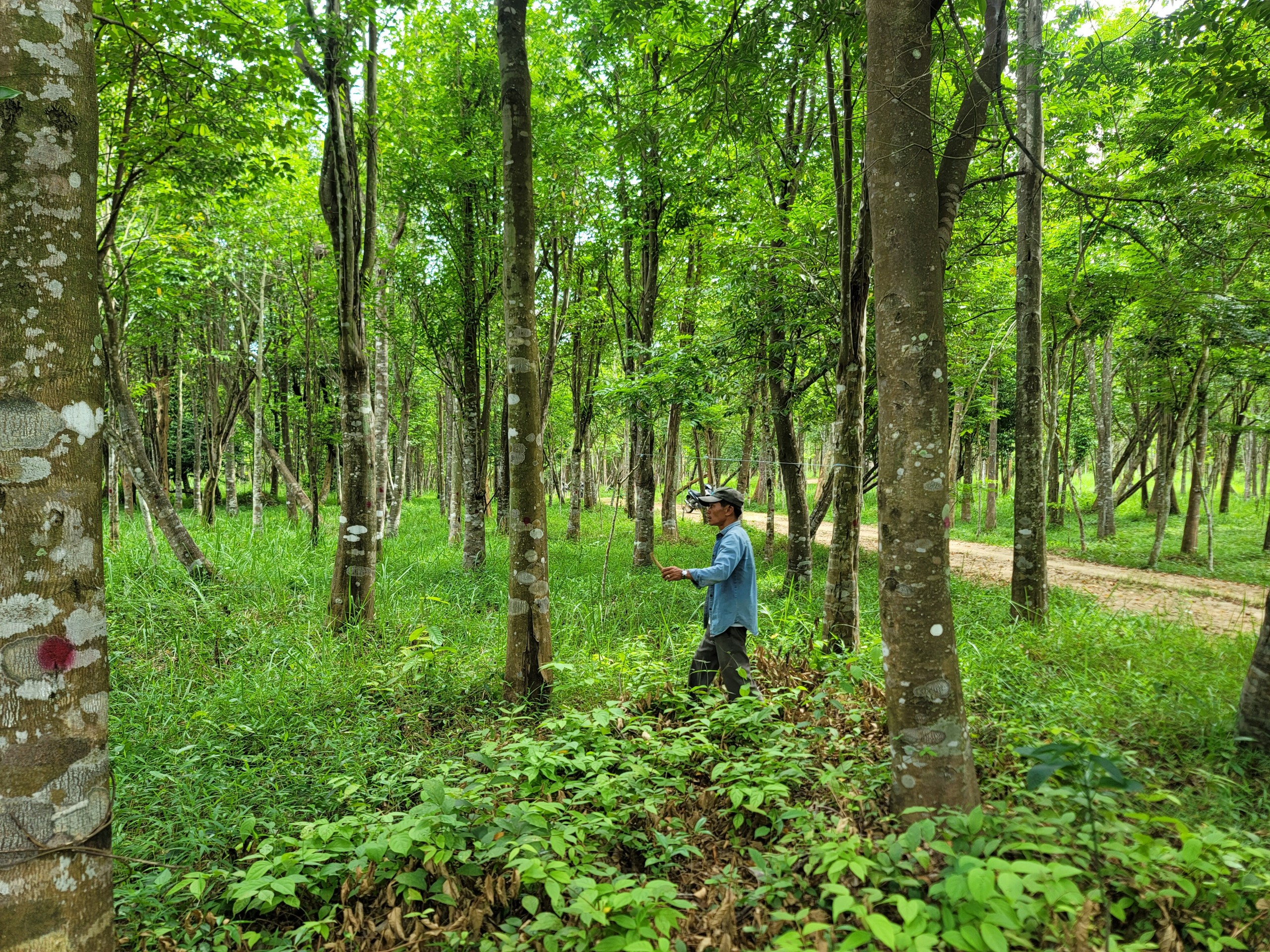 Khó khăn trong xác định đơn giá đền bù cây dó bầu