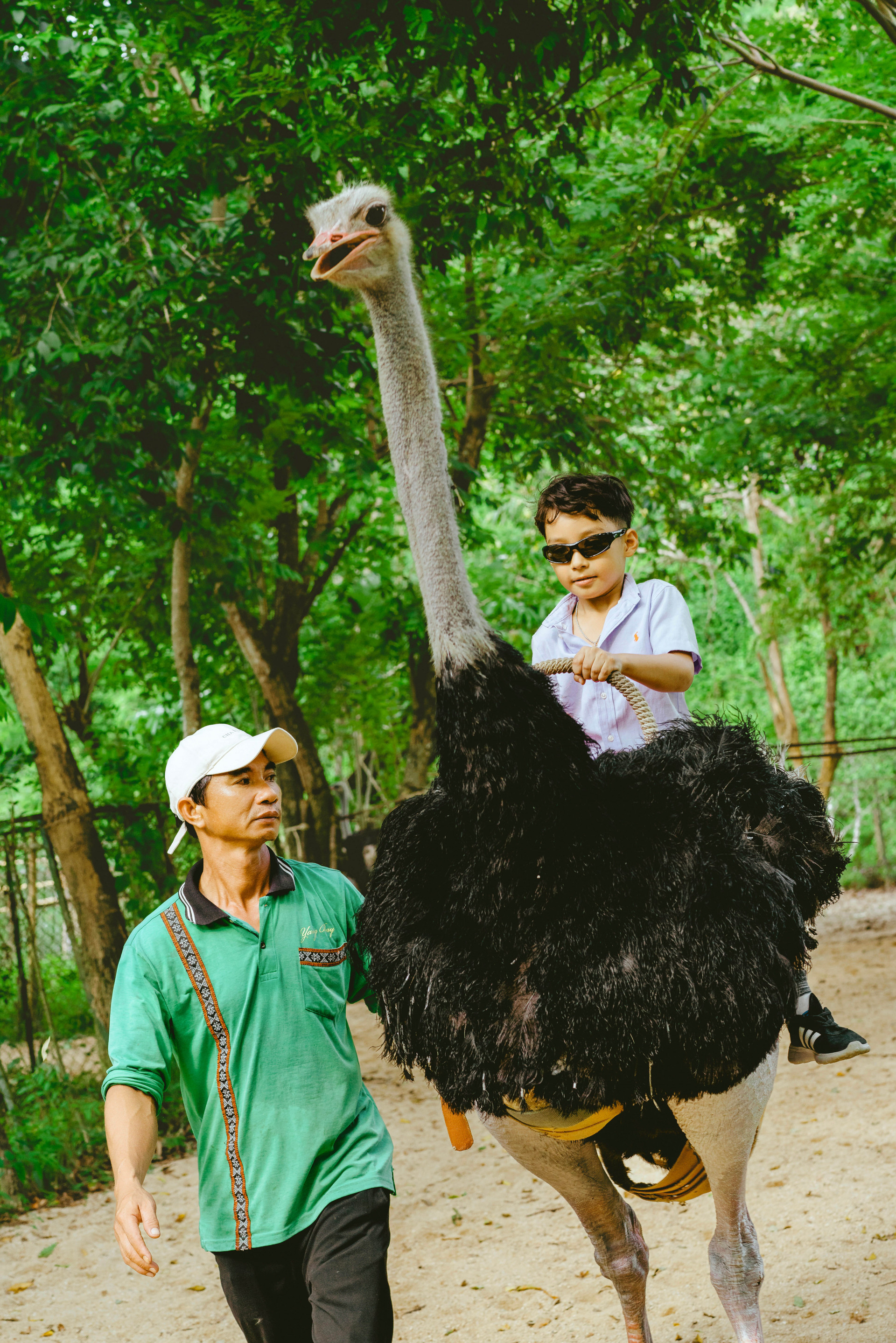 Cưỡi đà điểu tại Yang Bay