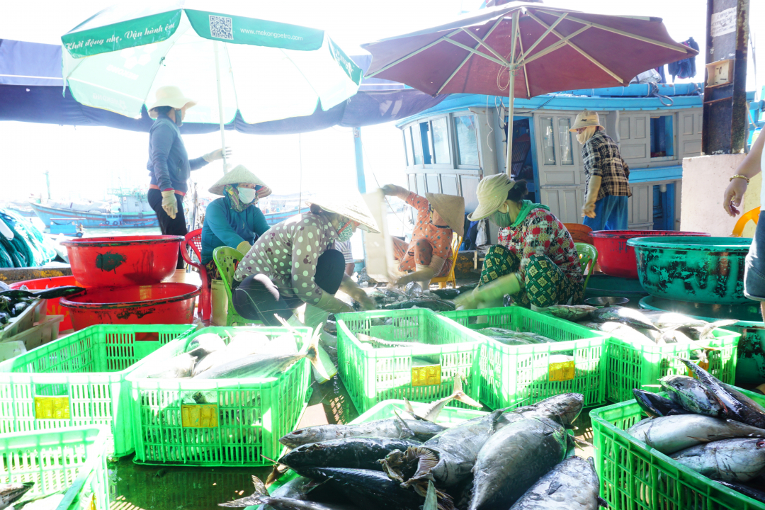 Đảm bảo an toàn thực phẩm đối với hải sản khai thác: Nỗ lực khắc phục những tồn tại