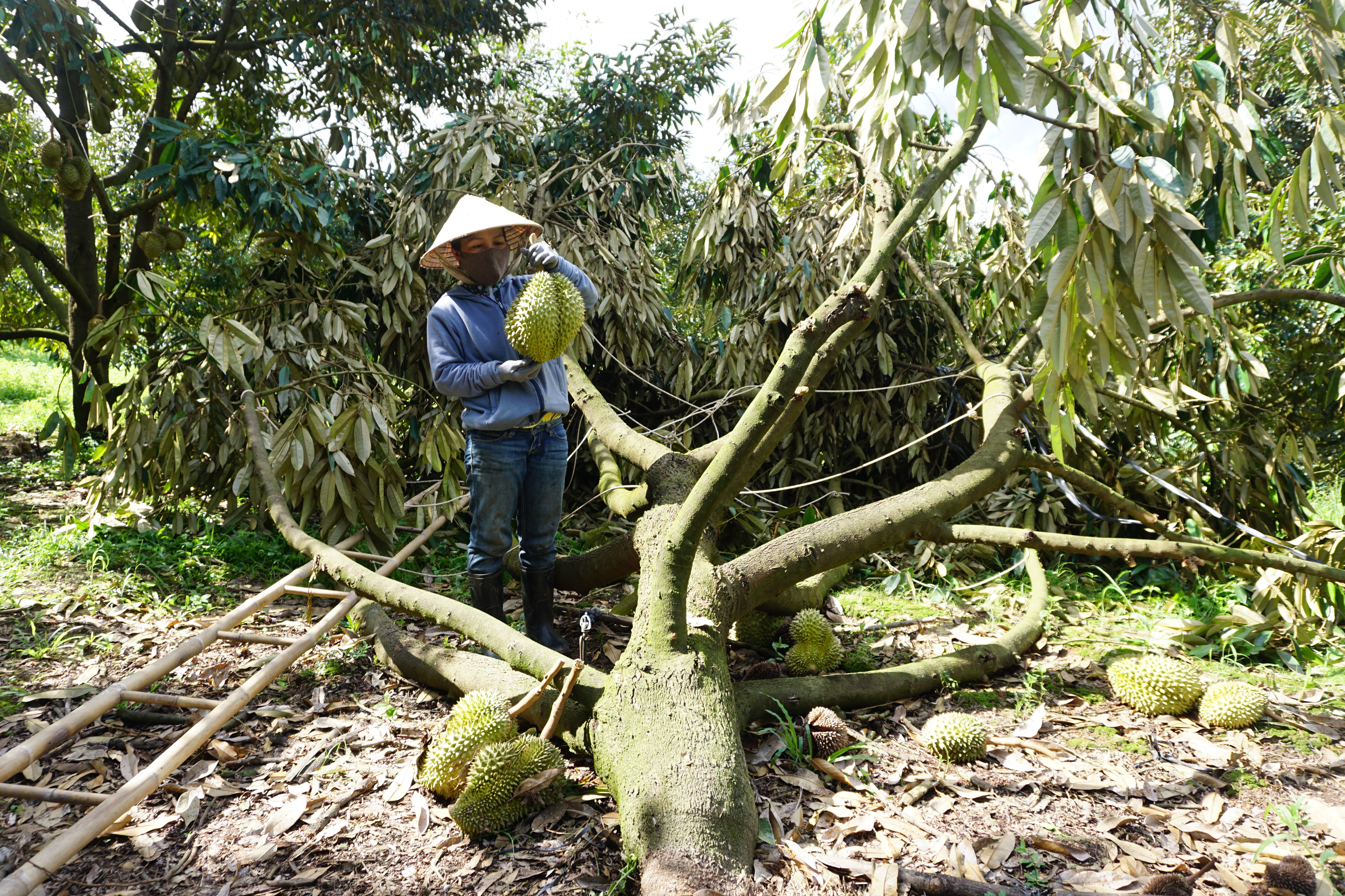 Hơn 120 tấn sầu riêng Khánh Sơn sắp thu hoạch bị rụng do mưa đá kèm gió lốc