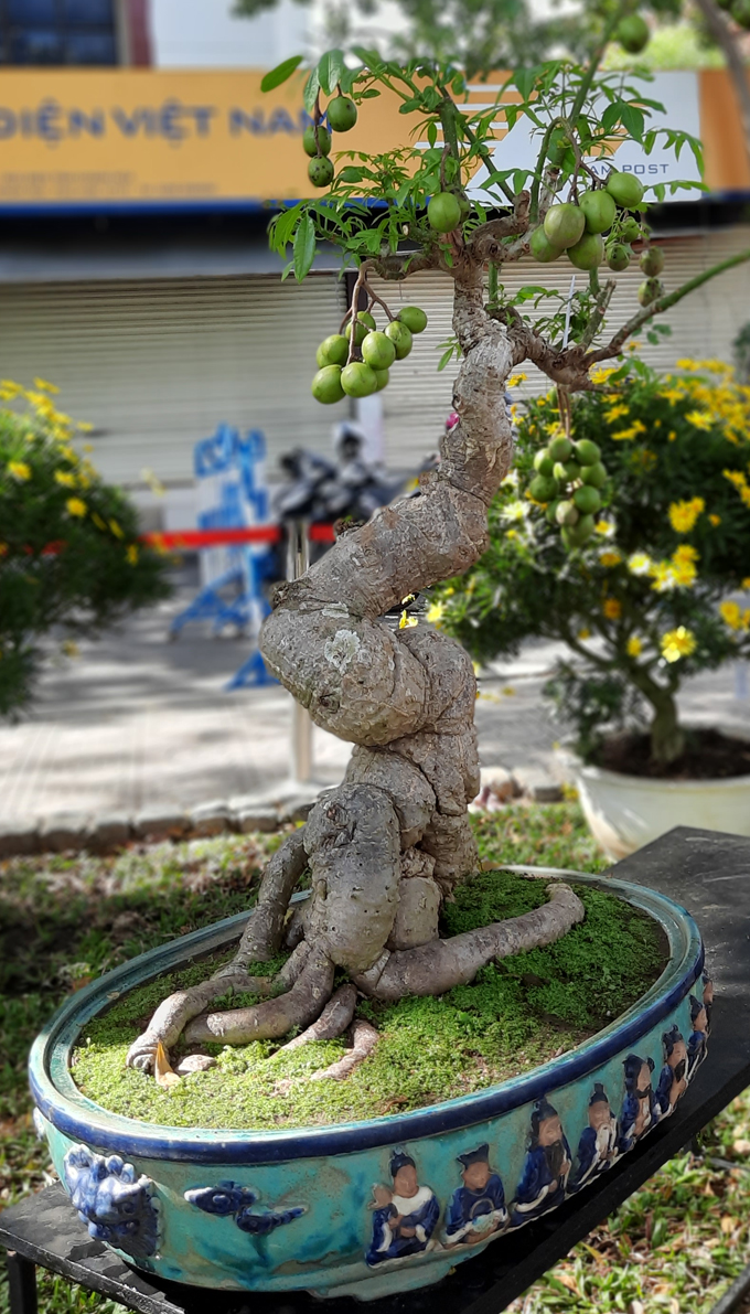 Xã Cam Hiệp Bắc: Tổ chức hội thi cây cảnh “Bonsai” năm 2023