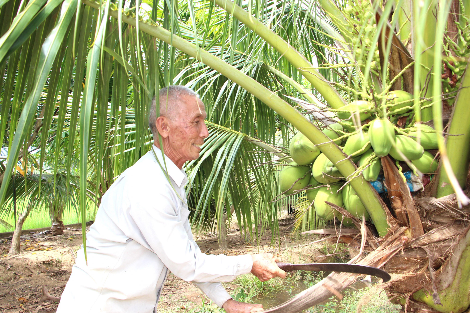 Tuy tuổi cao nhưng ông Cao Khắc Mỹ vẫn tham gia lao động, phát triển kinh tế gia đình.