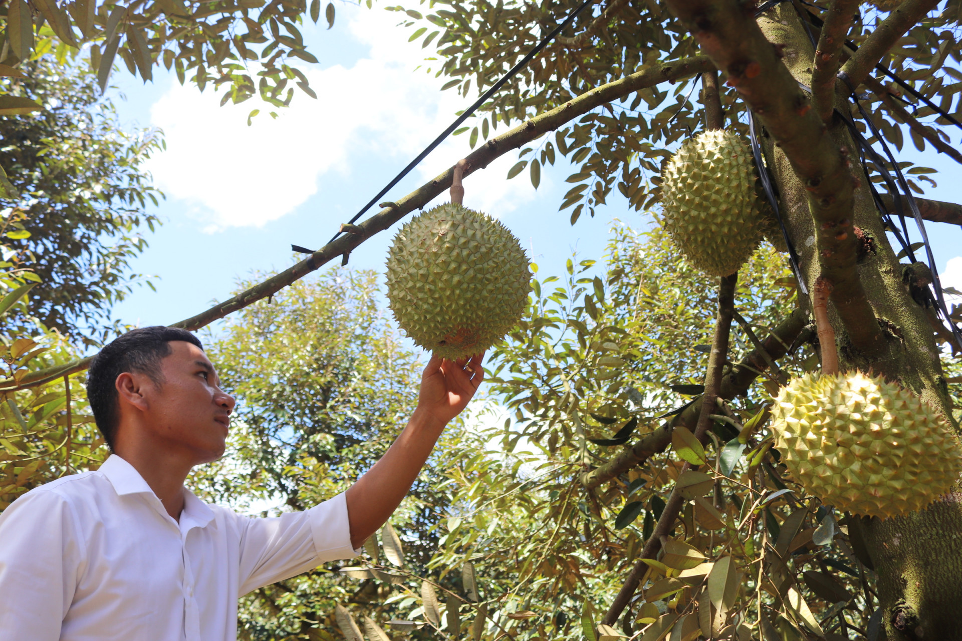 Sầu riêng trĩu quả trên vùng đất xã Ba Cụm Bắc (huyện Khánh Sơn).