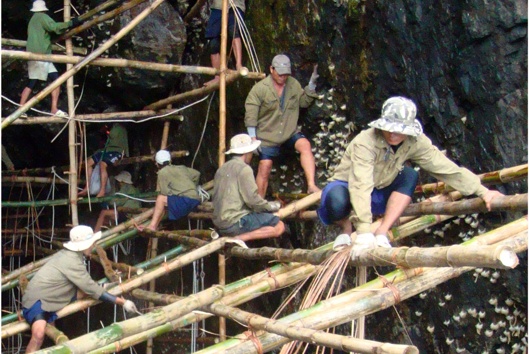 Cấp bách bảo vệ quần thể chim yến đảo