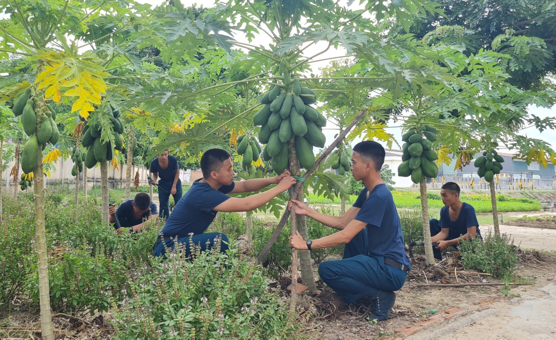 Các chiến sĩ khắc phục những cây đu đủ bị ngã đổ.