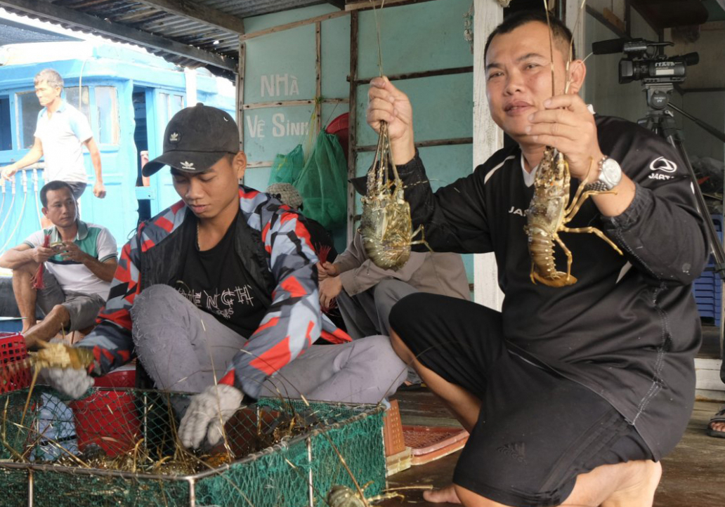 Đẩy mạnh liên kết sản xuất, tiêu thụ tôm hùm