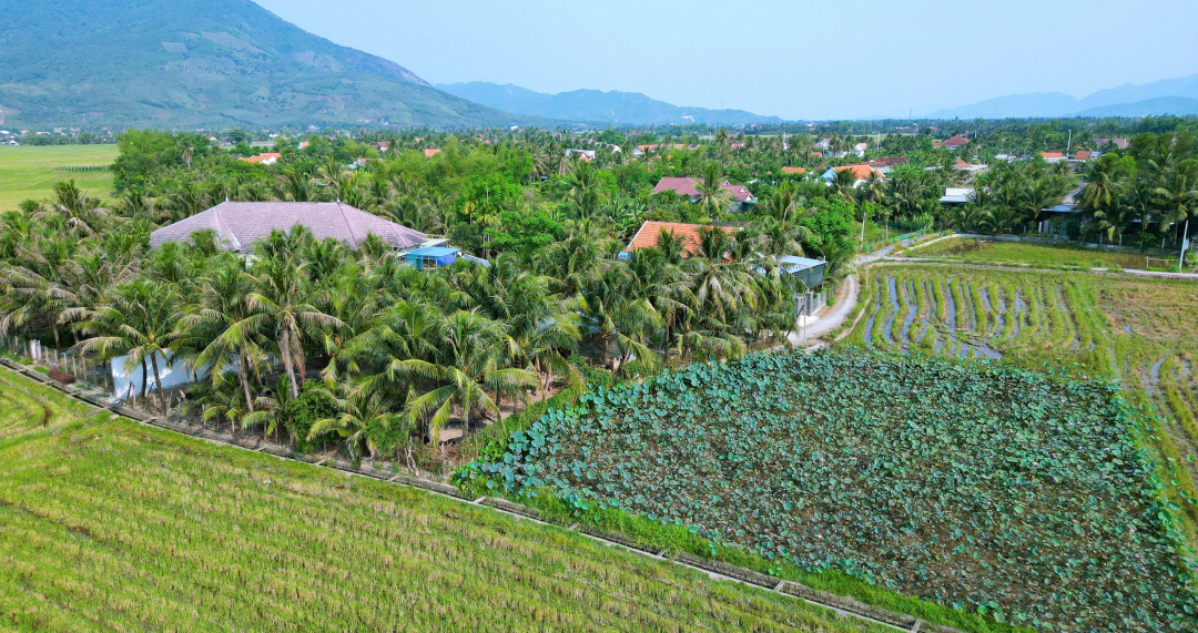 Coconut garden and lotus field in Ninh Da ward (Ninh Hoa town).