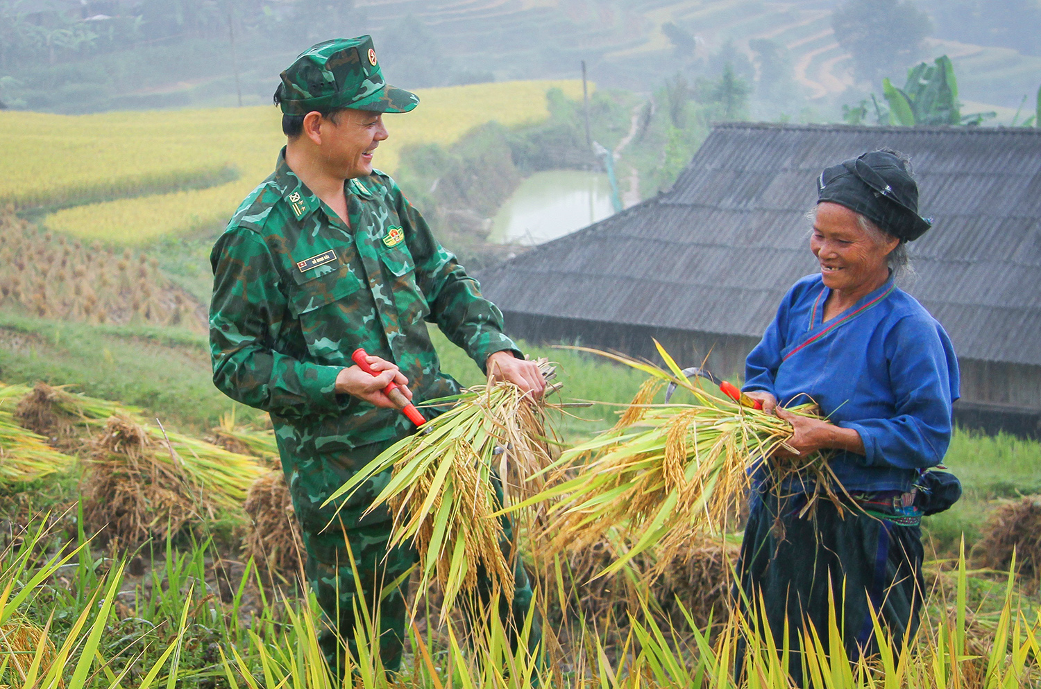 Cán bộ, chiến sĩ Bộ đội Biên phòng giúp đồng bào thu hoạch lúa_Ảnh: TTXVN

