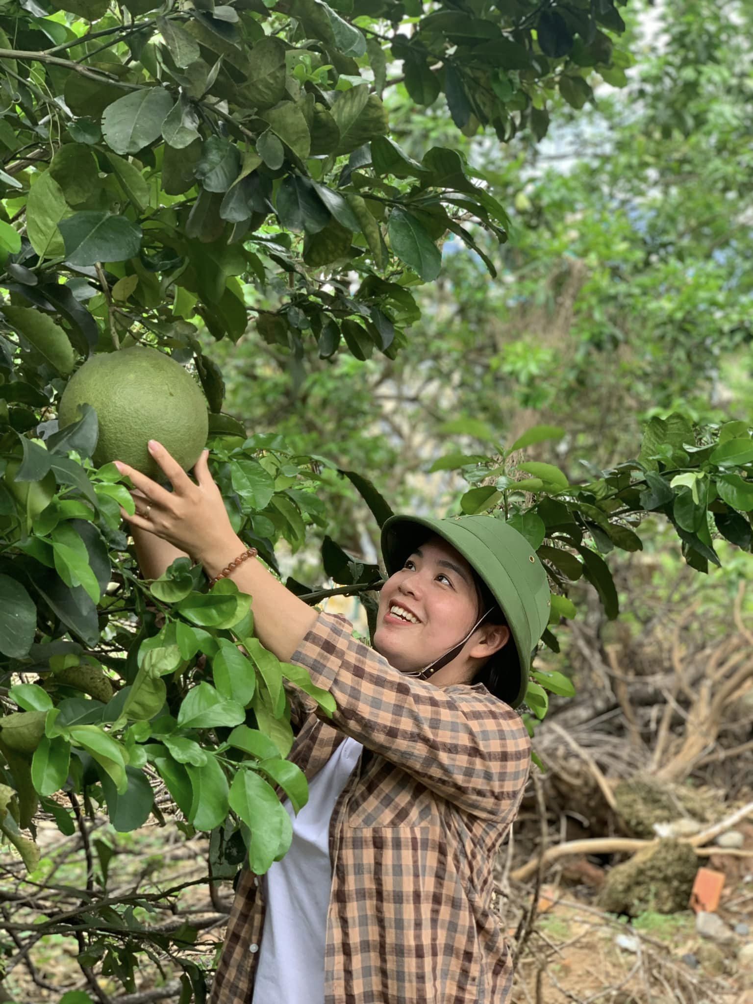 Một khu vực trồng bười da xanh ở huyện Khánh Vĩnh.