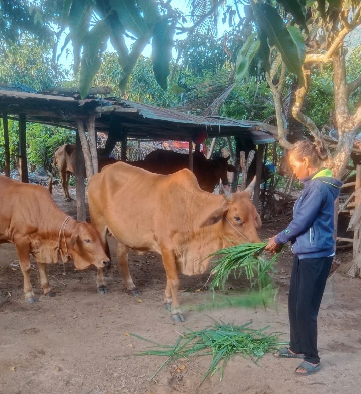 Bà Cao Thị Liên chăm sóc đàn bò của gia đình.
