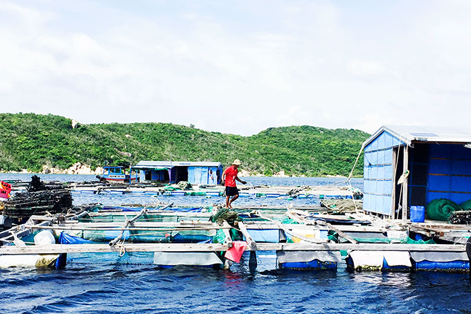 Vạn Ninh có 1.848 bè nuôi hải sản