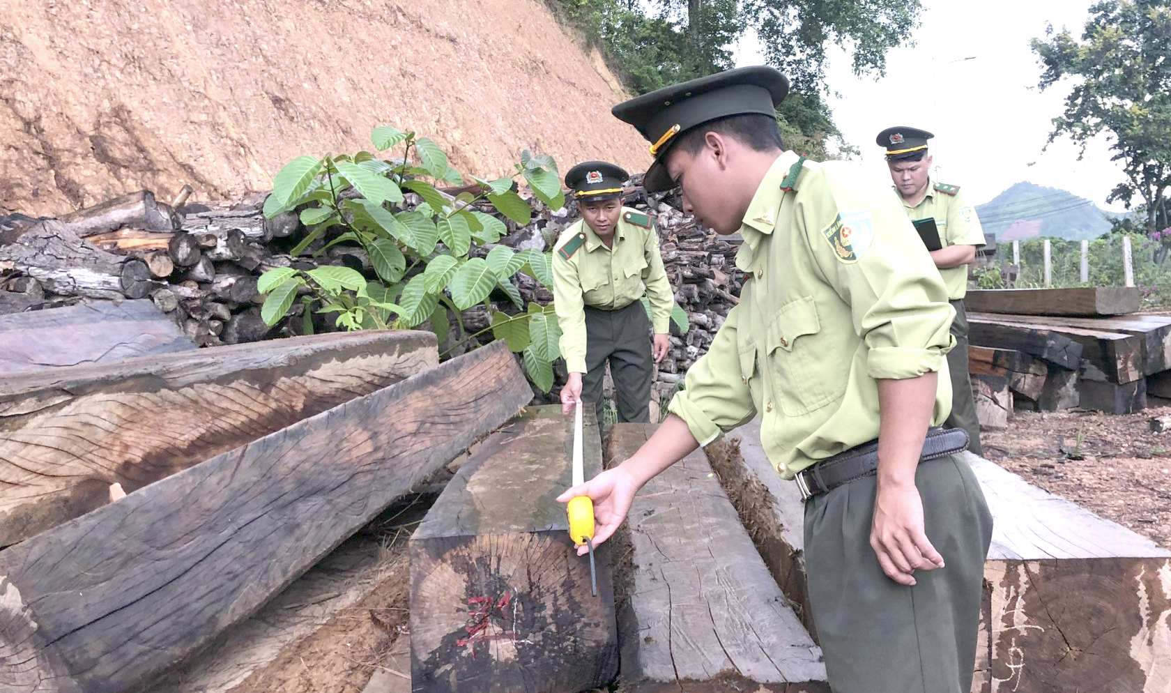 Nỗ lực kéo giảm vi phạm trong lĩnh vực lâm nghiệp