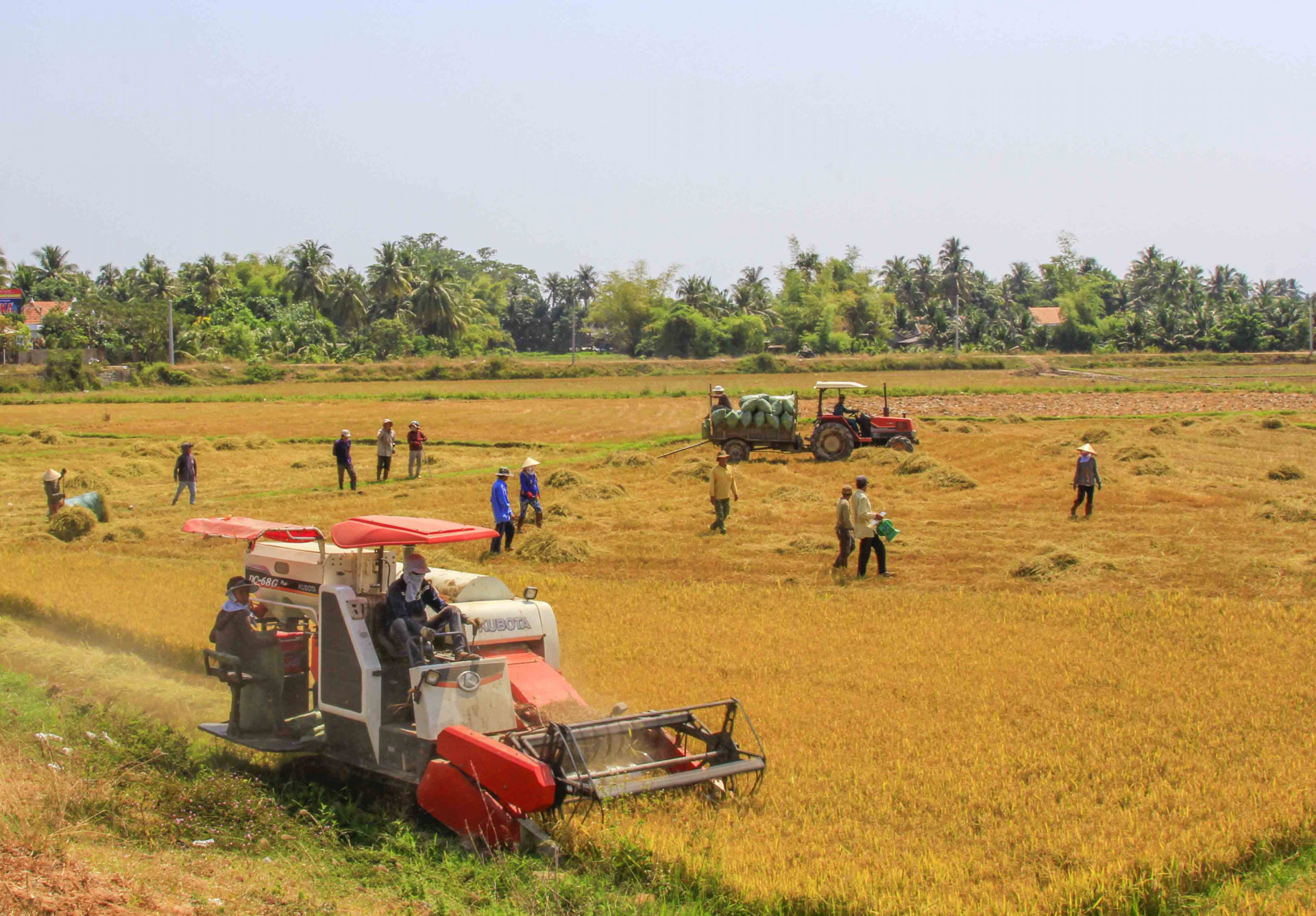 Thu hoạch lúa trên địa bàn xã Vạn Bình, huyện Vạn Ninh.