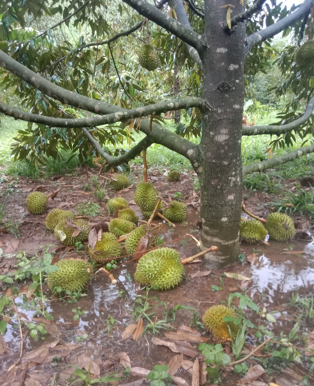 Khánh Sơn: Mưa lớn kèm gió lốc gây tốc mái 2 căn nhà, rụng 18 tấn sầu riêng