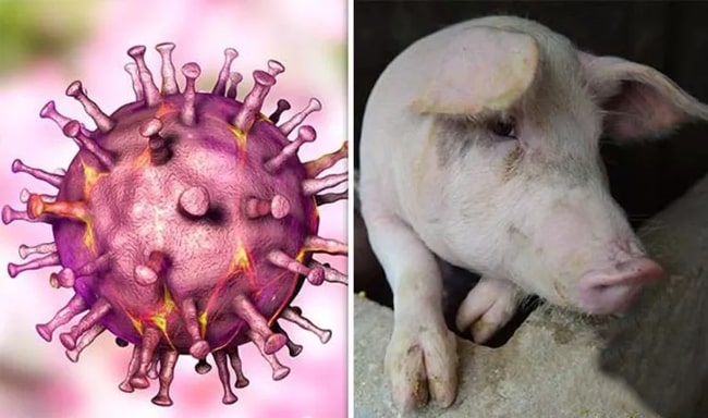 Thực hiện nghiêm các biện pháp phòng, chống bệnh dịch tả heo Châu Phi