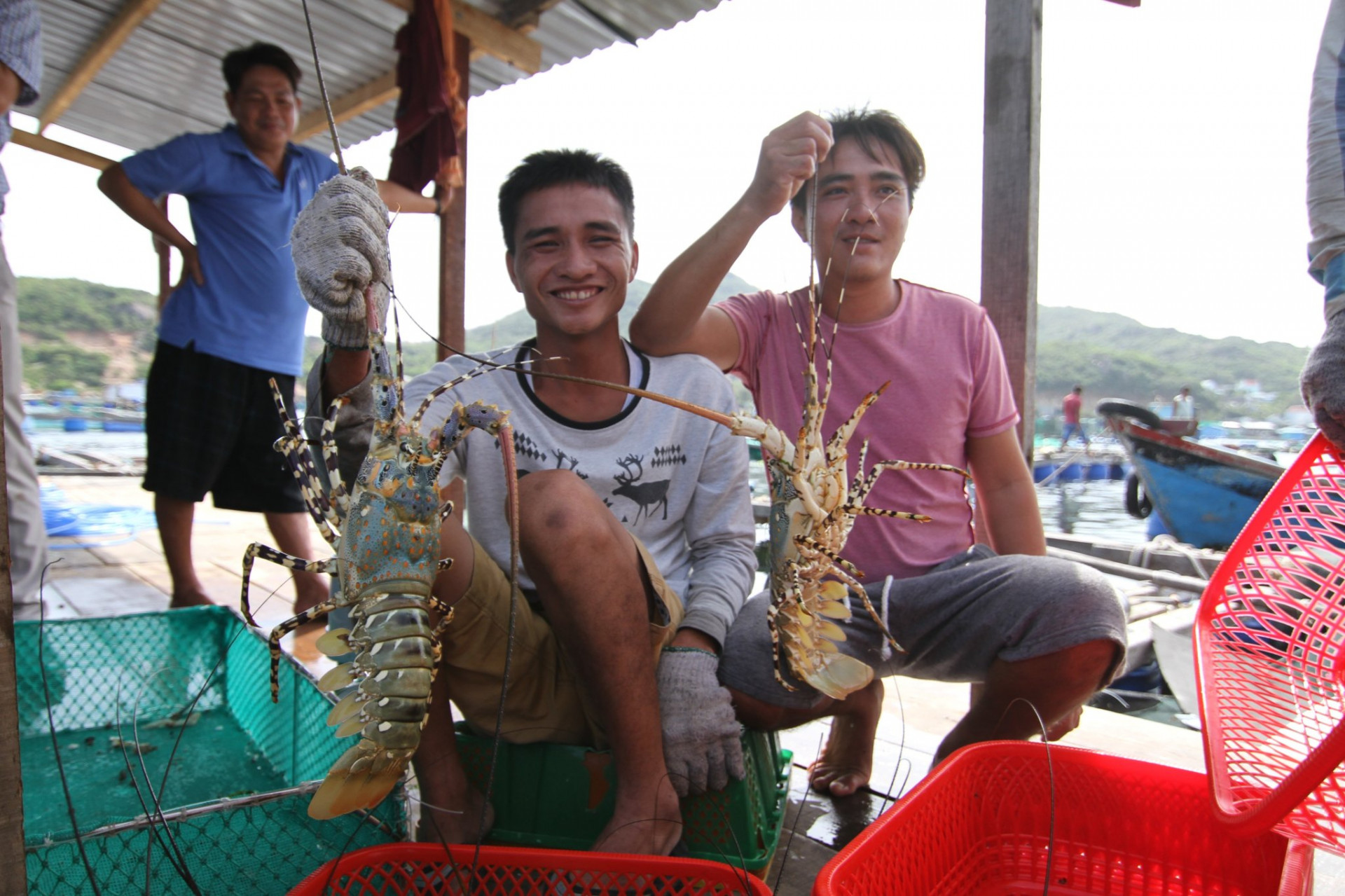 Người dân đảo Bình Ba, xã Cam Ranh (TP. Cam Ranh) thu hoạch tôm hùm