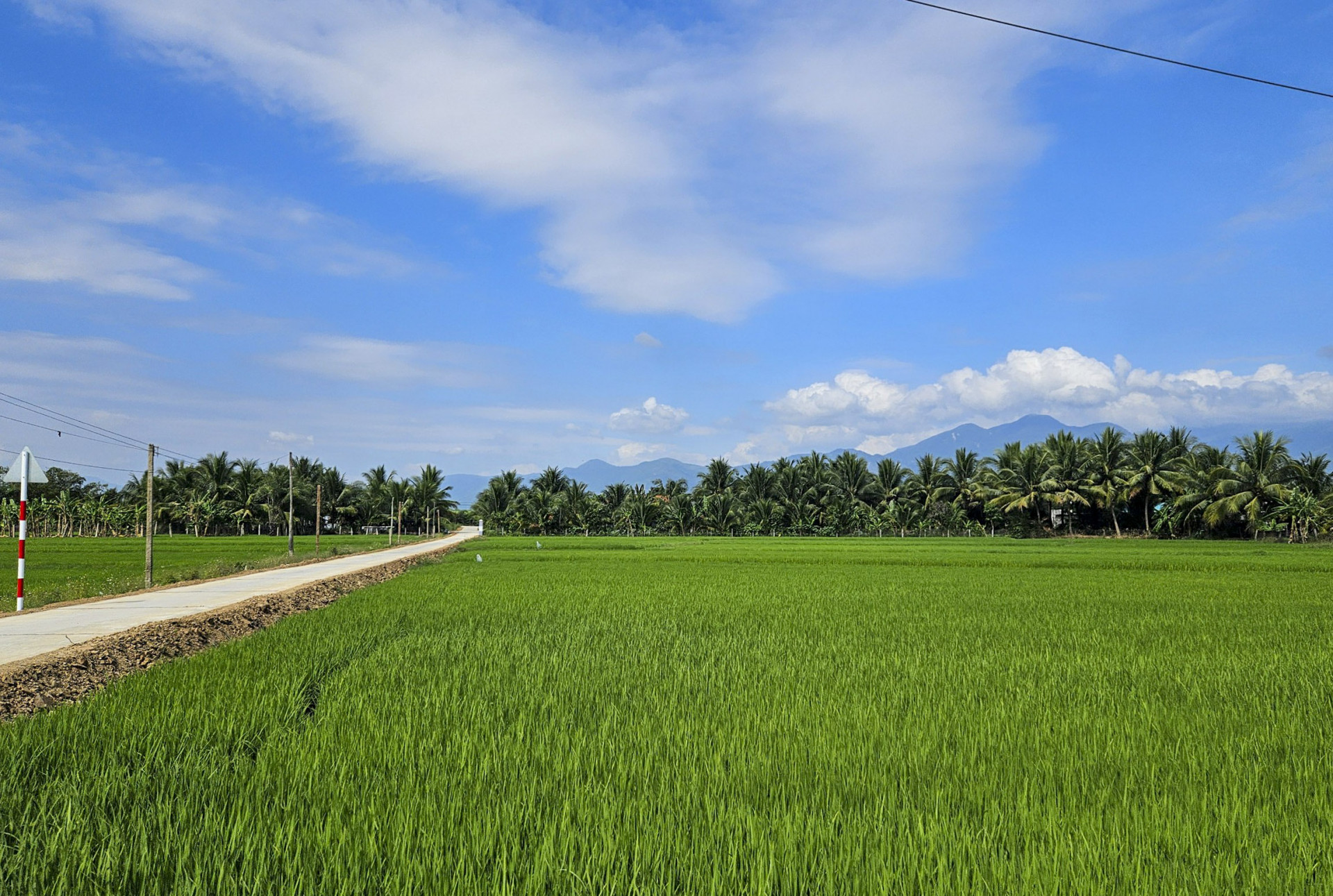 Nhờ có mưa, thêm hàng nghìn ha lúa hè thu của Ninh Hòa được gieo sạ.