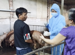 Tiêm vắc xin dịch tả heo Châu Phi cho 300 con heo ở xã Phước Đồng