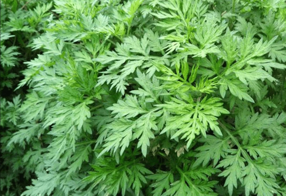 Ngải cứu trong nước ngâm chân có tác dụng trừ hàn, giảm đau.