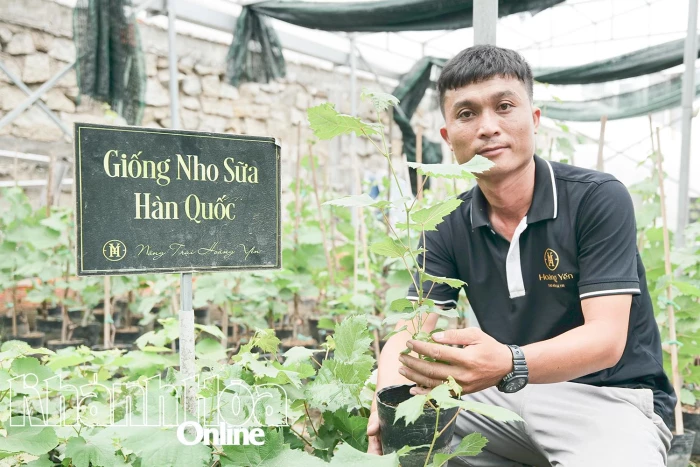 Tống Minh Hoàng và khát vọng nâng tầm giá trị cây nho