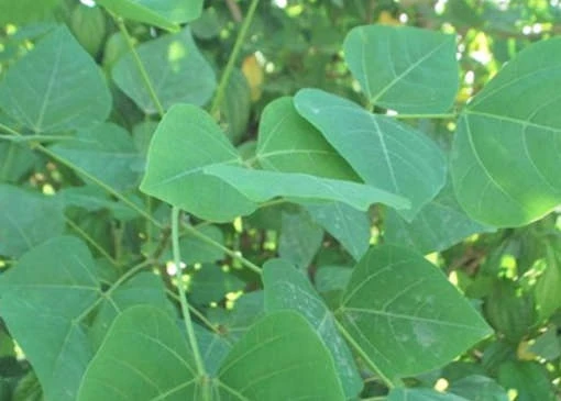 Trà lá vông an thần, gây ngủ.