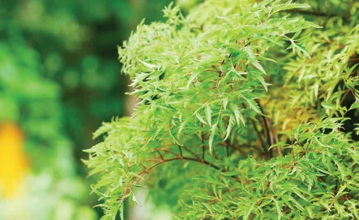 Trà đinh lăng an thần, bổ khí huyết.