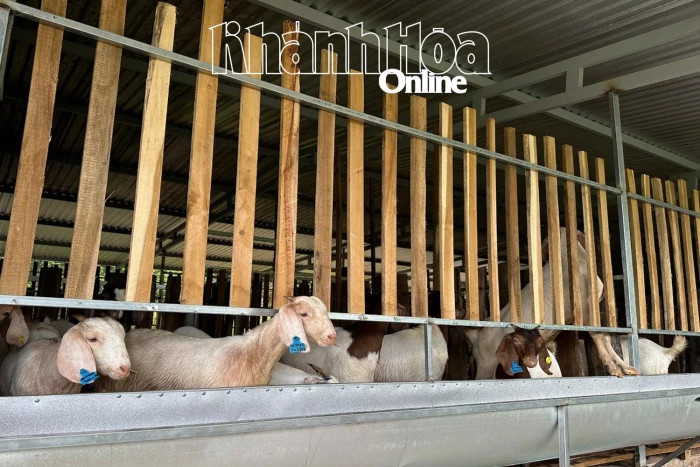 Xã Tây Khánh Vĩnh: Triển khai mô hình nuôi dê sinh sản