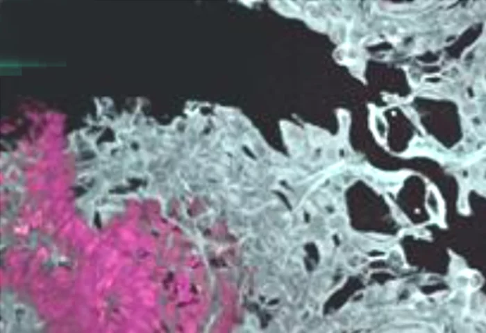 Đột phá nội tạng nhân tạo tự hình thành mạch máu