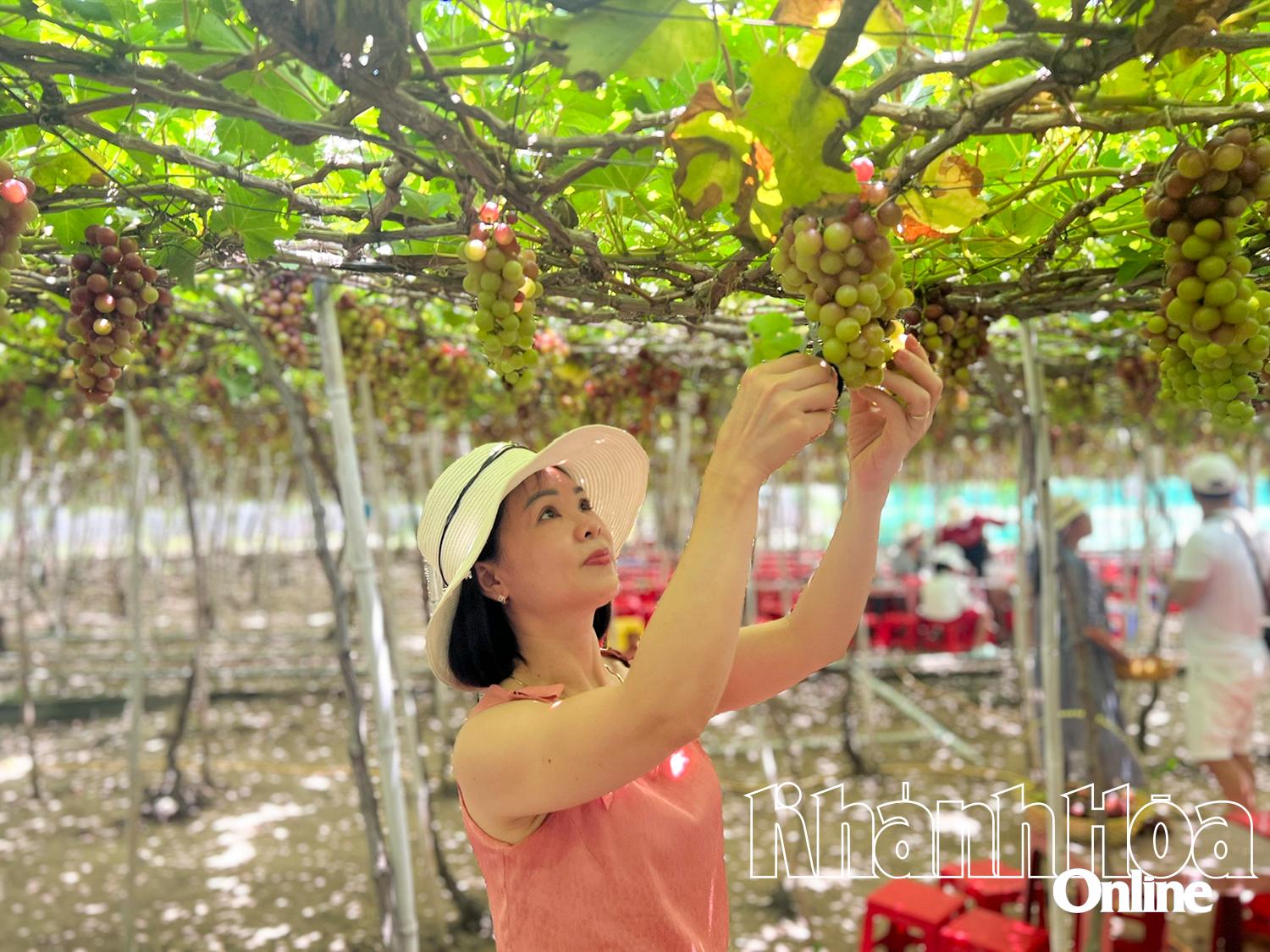 Tourists visit the vineyard in Thai An, Vinh Hai commune.