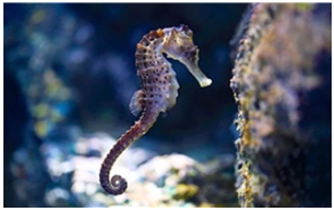 Động vật 'tự chữa lành' mở ra hy vọng cho y học tái tạo