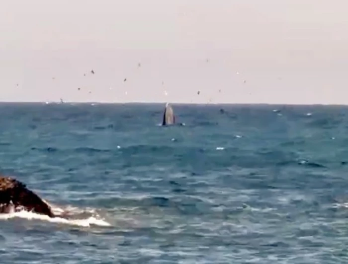 Whale spotted on Nha Trang Bay