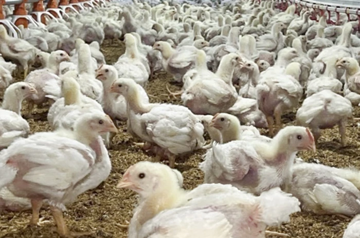 Tăng cường kiểm tra, kiểm soát phòng, chống dịch bệnh