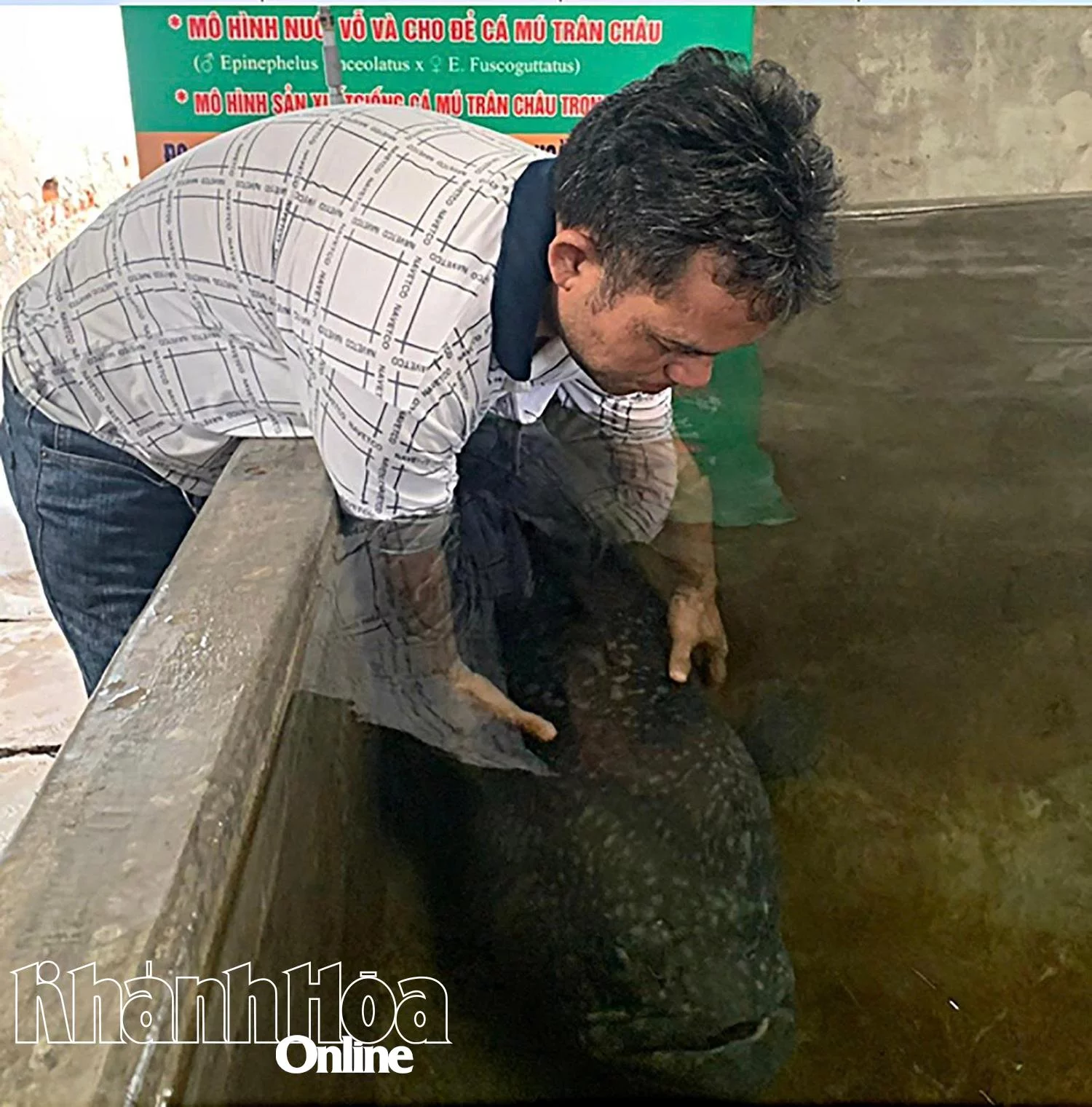 Nuôi vỗ cá mú bố mẹ tại Công ty TNHH Đầu tư Thủy sản Khánh Hòa.