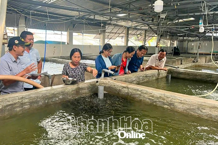 Ứng dụng công nghệ sản xuất giống nhân tạo cá mú Trân Châu