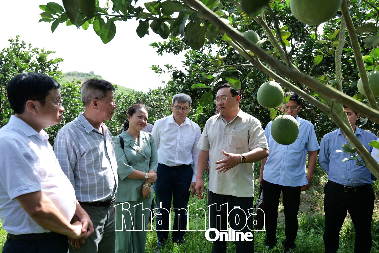 Phó Chủ tịch UBND tỉnh Trịnh Minh Hoàng kiểm tra tình hình sản xuất nông nghiệp trên địa bàn xã Khánh Vĩnh