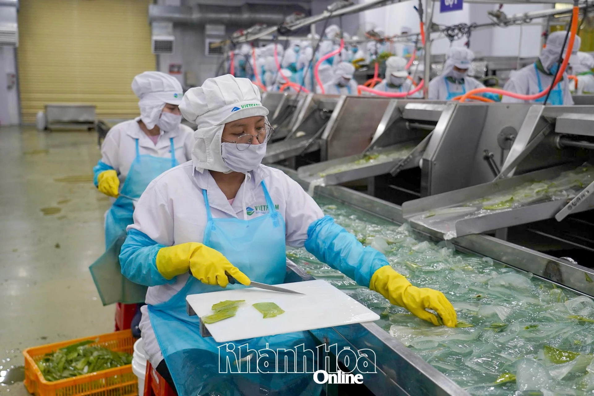 Hoạt động sản xuất tại Công ty Cổ phần Thực phẩm Cánh Đồng Việt.