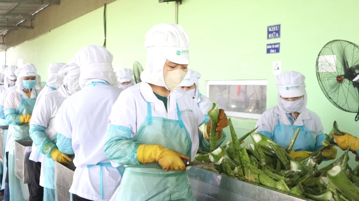 VietFarm - Hành trình vươn mình trở thành “ông lớn” ngành nha đam Đông Nam Á