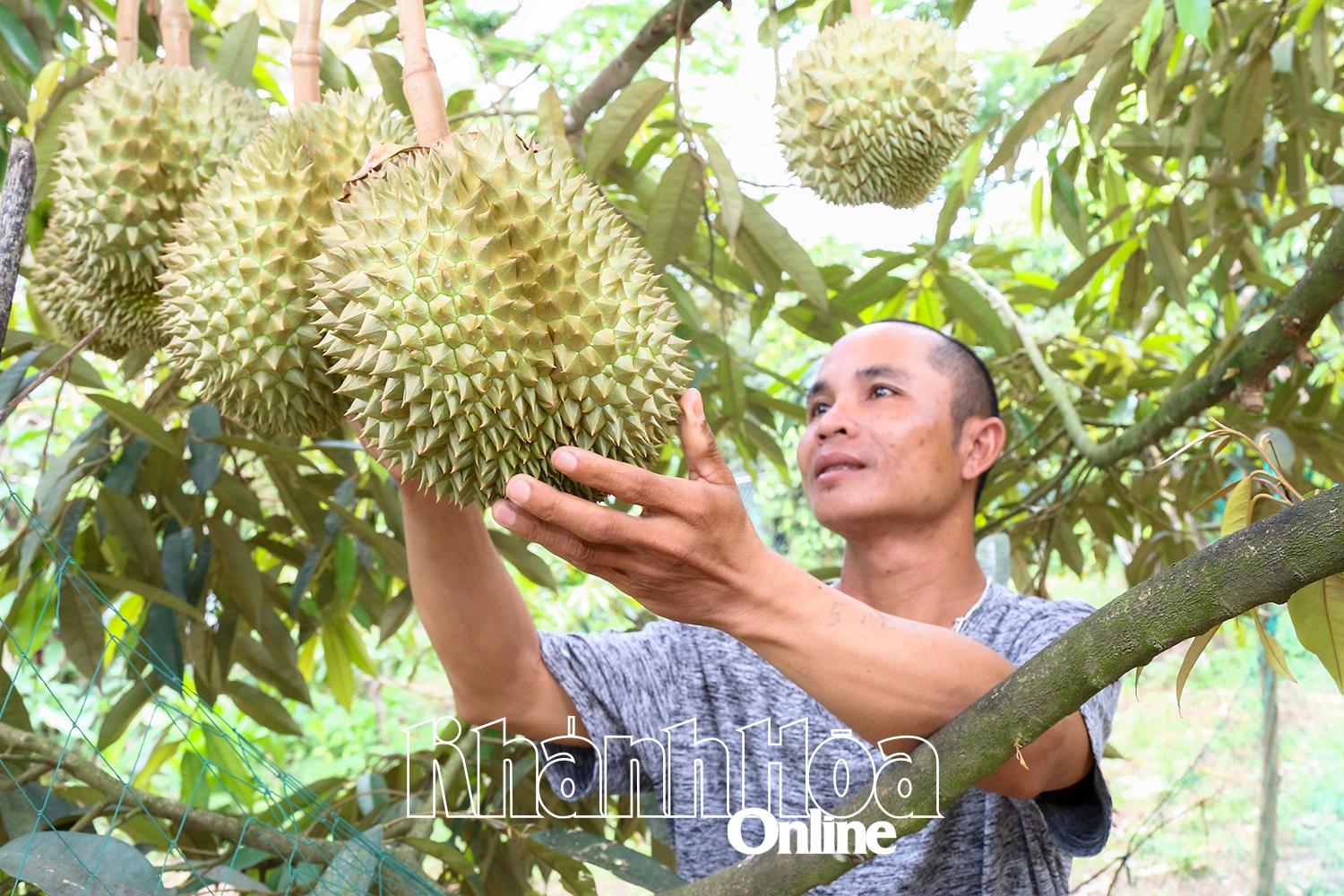 Thấp thỏm vụ sầu riêng