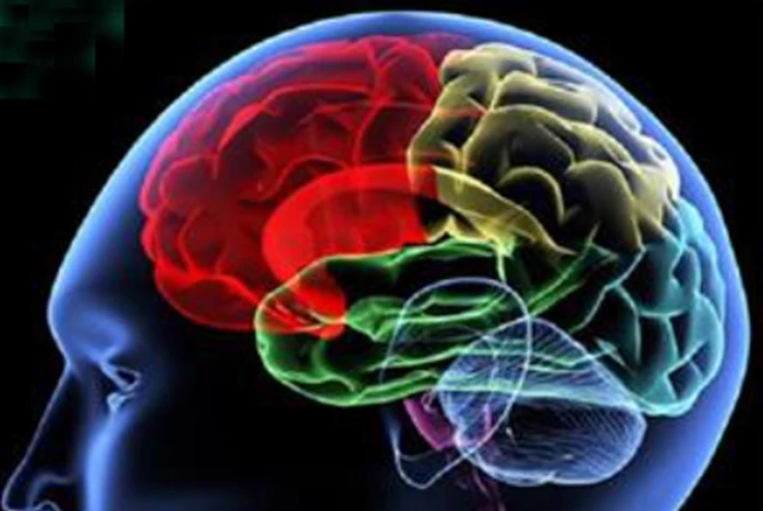 Phát hiện mới về cách hoạt động của não người