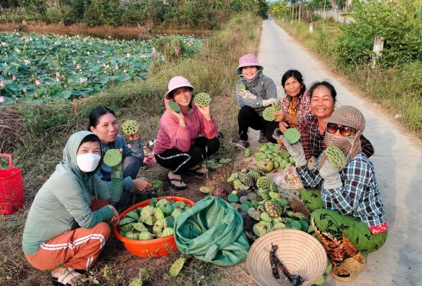 Trồng sen gây quỹ hỗ trợ phụ nữ, trẻ em 