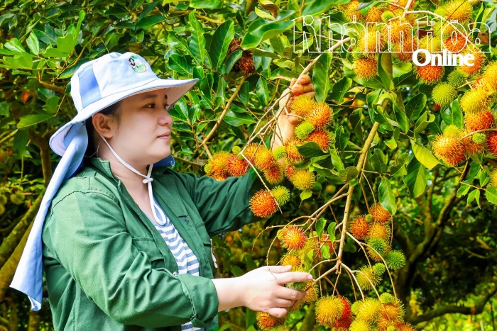 Xã Trung Khánh Vĩnh: Thêm lựa chọn với cây chôm chôm